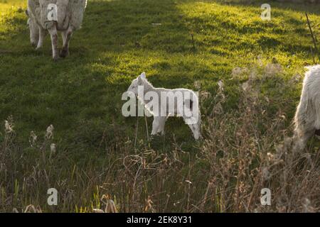 Young newborn lamb (ovis aries) in a farming field in Welshpool, Mid Wales alongside Montgomery Canal. UK farm animals during spring sunrise Stock Photo