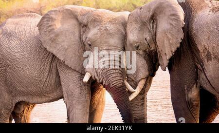 Two large African elephants (Loxodonta africana) display friendly animal behavior, as they touch faces while standing in the Khwai River, Botswana. Stock Photo