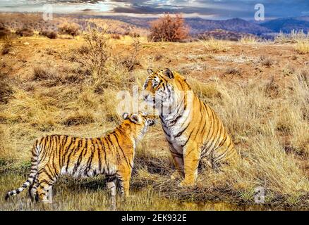 Family behavior, as a juvenile male Bengal tiger (Panthera tigris tigris) greets his father after cooling off in a small watering hole. Stock Photo