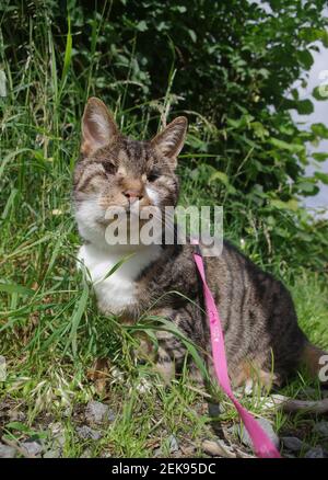 Blind cat on harness Stock Photo