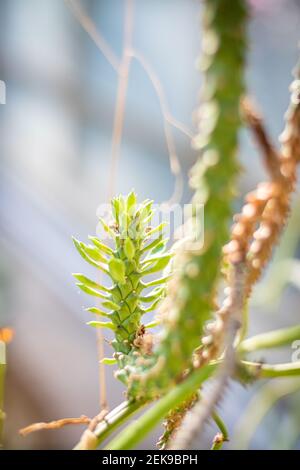 Botanical background in green summer garden Stock Photo