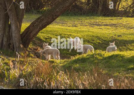 Young newborn lambs (ovis aries) playing during spring in Mid Wales farming field outside Welshpool, Powys. Farm animals livestock. Stock Photo