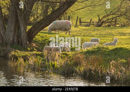 Young newborn lambs (ovis aries) playing during spring in Mid Wales farming field outside Welshpool, Powys. Farm animals livestock. Stock Photo