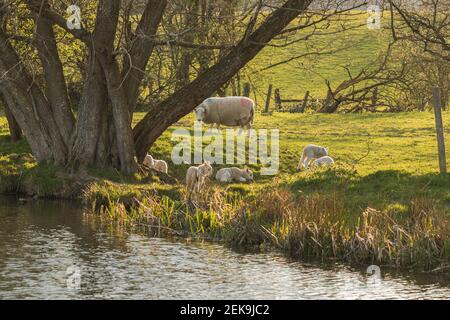 Young newborn lambs (ovis aries) playing during spring in Mid Wales farming field outside Welshpool, Powys. Farm animals livestock. Stock Photo