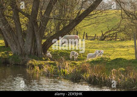 Young newborn lambs (ovis aries) playing during spring in Mid Wales farming field outside Welshpool, Powys. Farm animals livestock. Stock Photo