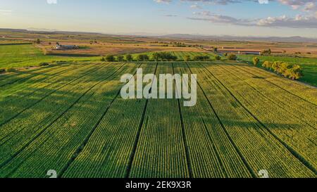 Aerial view of field at sunset Stock Photo