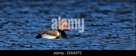 Red-crested pochard male swimming Stock Photo