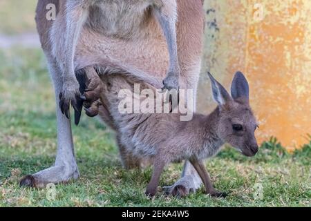 Australia, Western Australia, Windy Harbour, Red kangaroo (Macropus rufus) doe letting joey out of pouch on campsite Stock Photo