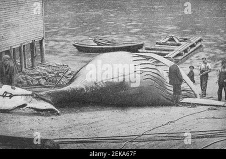 Early 20th century photo of men cutting up a dead humpback whale carcass at a dock in Newfoundland Canada. Photo by James Vey Stock Photo