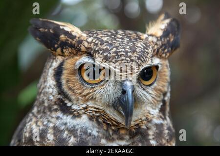 The great horned owl (Bubo virginianus), also known as the tiger owl or the hoot owl, is a large owl native to the Americas. Stock Photo