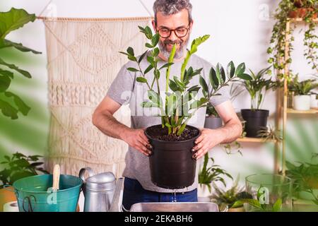 Smiling man carrying Zamioculcas Zamiifolia plant flower pot while standing at home Stock Photo