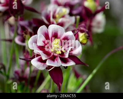 Perennial herb Aquilegia vulgaris with blue flowers on a blurred background. Stock Photo