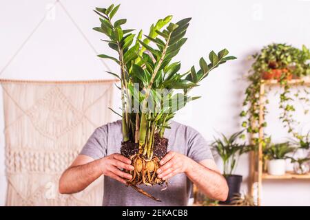 Mature man showing root of Zamioculcas Zamiifolia plant while standing at home Stock Photo