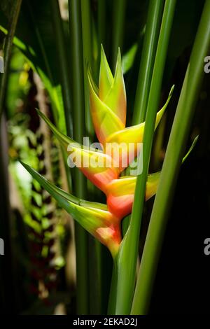Close up of Bird of paradise Strelitzia reginae flowers, Hawaii Tropical Botanical Garden, Hilo, Big Island, Hawaii, USA Stock Photo