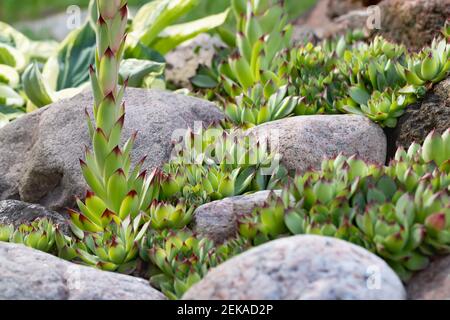 Group of an evergreen groundcover plant Sempervivum known as Houseleek in rockery. Stock Photo