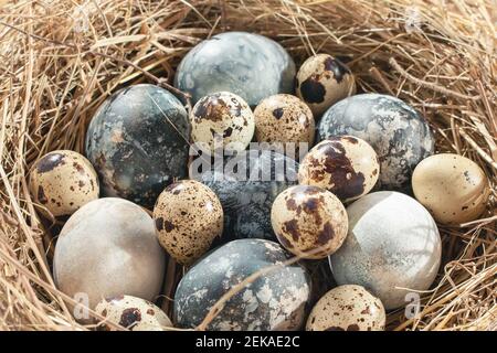 Easter composition - beige and blue marble Easter eggs painted with natural dyes in a nest of hay. Stock Photo