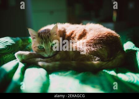 Ginger cat staring while lying on bed at home Stock Photo