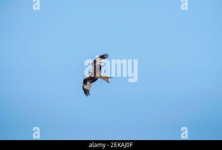 Red Kite flying in clear blue sky Stock Photo