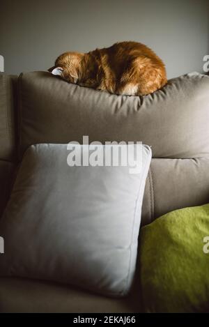 Brown Ginger cat sleeping with face on sofa in living room Stock Photo