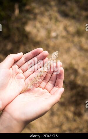 Holding a grass in the palm of your hand Stock Photo