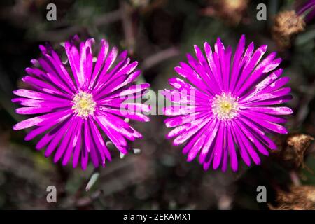 Close up of purple Aster flowers Stock Photo