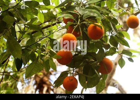 Oranges in the tree Stock Photo