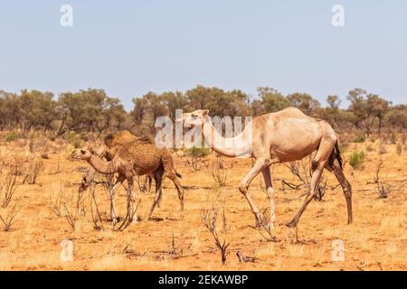 Dromedaries (Camelus dromedarius) walking in Uluru-Kata Tjuta National Park Stock Photo