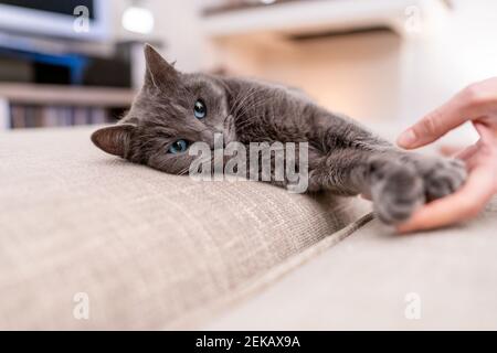 Headshot of a spiteful gray cat with blue eyes lying on the sofa with the hand of the mistress stroking it. Concept of pet faithful friends of humans Stock Photo