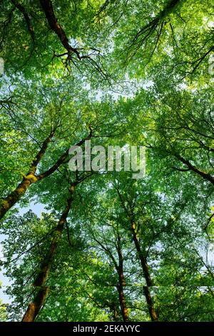 The spring green beech forest seen from below. Stock Photo