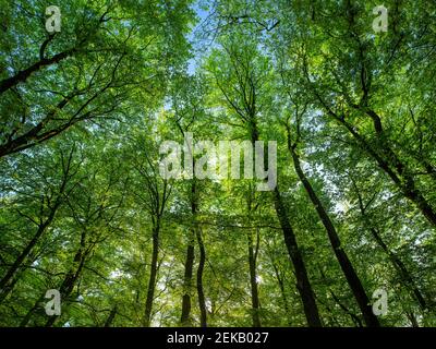 The spring green beech forest seen from below. Stock Photo
