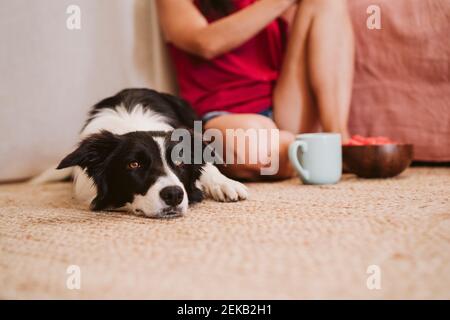 Dog resting while lying on carpet with woman sitting in background at home Stock Photo