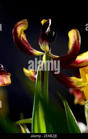 Purple and yellow blooming tulips Stock Photo