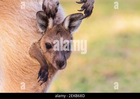 Australia, Western Australia, Windy Harbour, Close up of red kangaroo (Macropus rufus) joey staring out of pouch Stock Photo