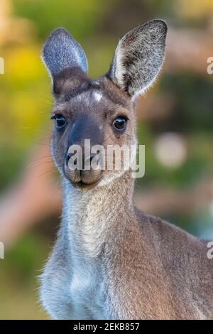 Australia, Western Australia, Windy Harbour, Close up portrait of red kangaroo (Macropus rufus) Stock Photo