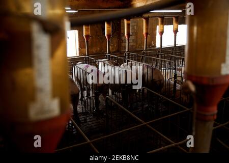 Pigs standing in pen Stock Photo