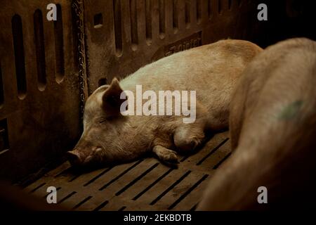 Pigs sleeping in pen Stock Photo