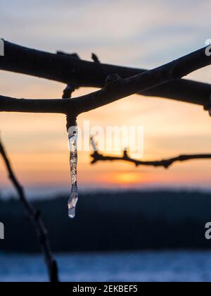 Icicles hanging from branches during sunset Stock Photo