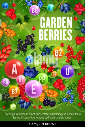 Farm garden berries black currant or redcurrant and rose hip fruits. Vector vitamins and minerals in organic natural cranberry, juniper, blueberry and Stock Vector