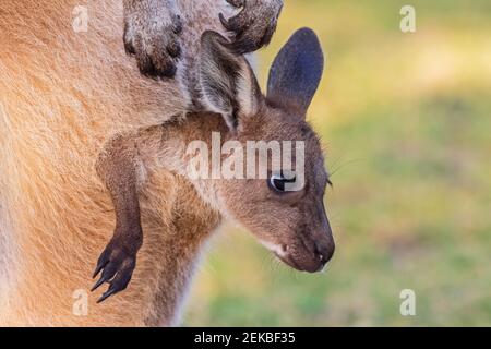 Australia, Western Australia, Windy Harbour, Close up of red kangaroo (Macropus rufus) joey staring out of pouch Stock Photo