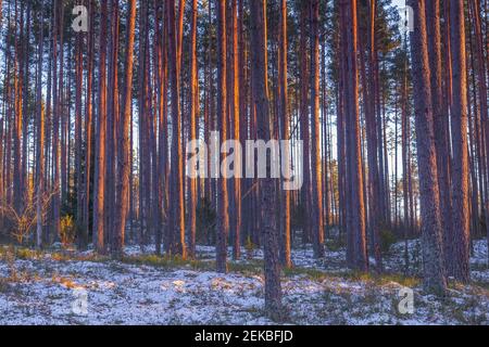 Idyllic pine forest landscape and colorful low sunset light. spring evening walk in the peaceful and relaxing wood with warm light Stock Photo