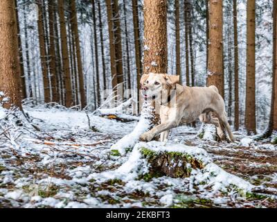 Labrador Retriever running during winter in forest Stock Photo