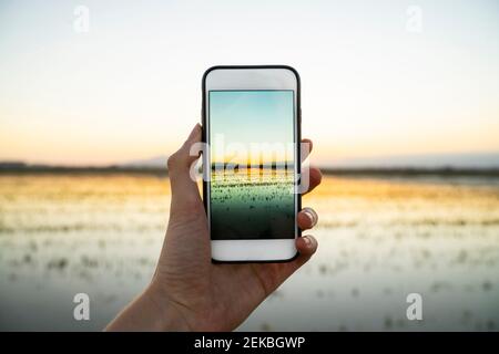 Young woman photographing sunset over rice paddy at Ebro Delta through smart phone Stock Photo