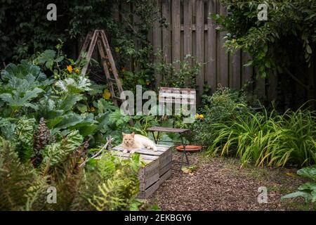 Ginger domestic cat lying on box in vegetable garden Stock Photo