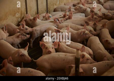 Piglets in pen Stock Photo
