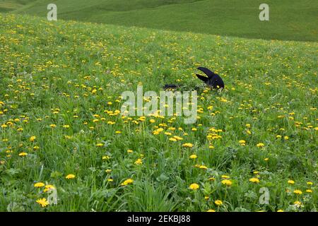 Woman wearing crow costume lying in meadow Stock Photo