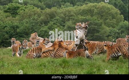 Latest travel itineraries for Hengdaohezi Siberian Tiger Park in December  (updated in 2023), Hengdaohezi Siberian Tiger Park reviews, Hengdaohezi  Siberian Tiger Park address and opening hours, popular attractions, hotels,  and restaurants near