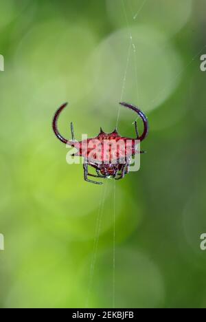 African Spiny orb-weaver - Gasteracantha falcicornis, beautiful unique spider from African forests, Zanzibar, Tanzania. Stock Photo