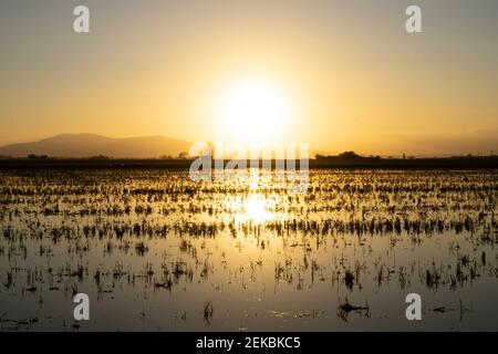 Idyllic sunset over rice paddies in Ebro Delta Stock Photo