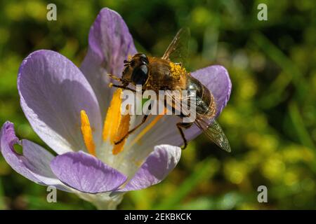 lose-Up Head and Side Image of a Drone Hover fly (Eristalis tenax), Covered in Pollen, Feeding from a Bright Purple Crocus in Early Spring. Stock Photo