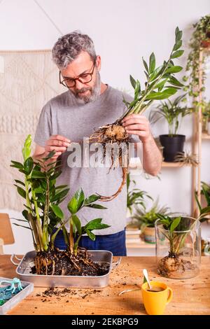 Man checking roots of Zamioculcas Zamiifolia plant while gardening at home Stock Photo